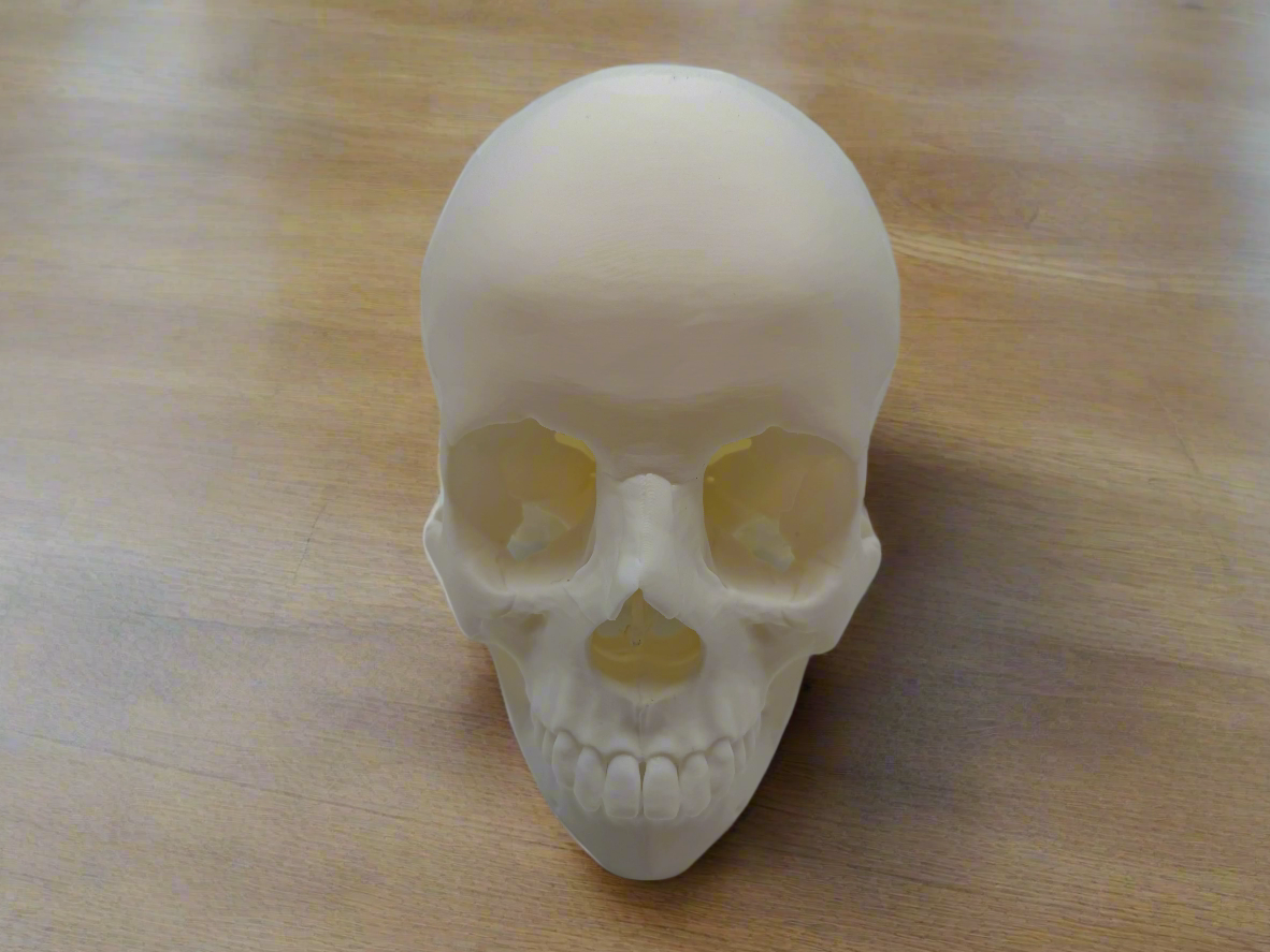 Full Size Human Skull - Premium Quality